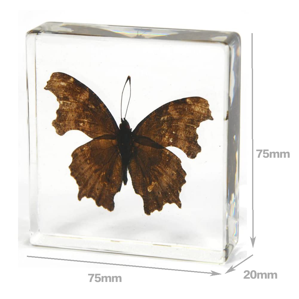 Amazon.co.jp: 昆虫蝶標本デスク文鎮動物剥製75x75x20mm : 文房具